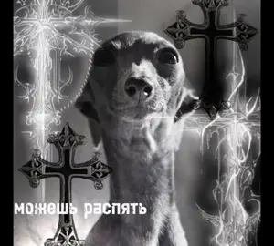 ылсоылчлвлчвлл🎰  #ладониполныслезок #собака #мем #memes #hype 