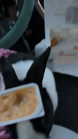 Schultz’s  favorite  #bunny #rabbitsoftiktok #rabbit #chickfila #bunnyeatingchickfila 