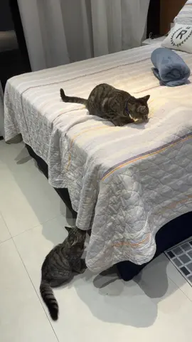 Essas crianças inventam todo dia uma novidade ahahaha.. #pet #gatinho #PetsOfTikTok #cat 