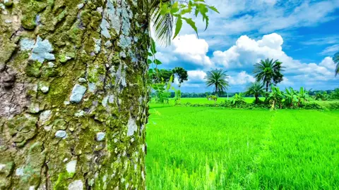স্বপ্ন দেখুন, কাজ করুন, হাসুন এবং বাঁচুন 🙂👀#প্রকৃতি #sky #anfeezemyaccont #viral_video_tiktok #foryoupageofficiall @💫আকাশের ঠিকানা 💥 @kamrul_f5 