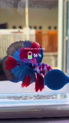 Red Koi Galaxy Over Halfmoon 💙🩷💜❤️🖤 #bettafish #ikancupang #cupang 