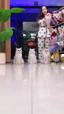 Mèo nhà giàu có khác #petcute #khoanhkhacdangyeu #mèo 