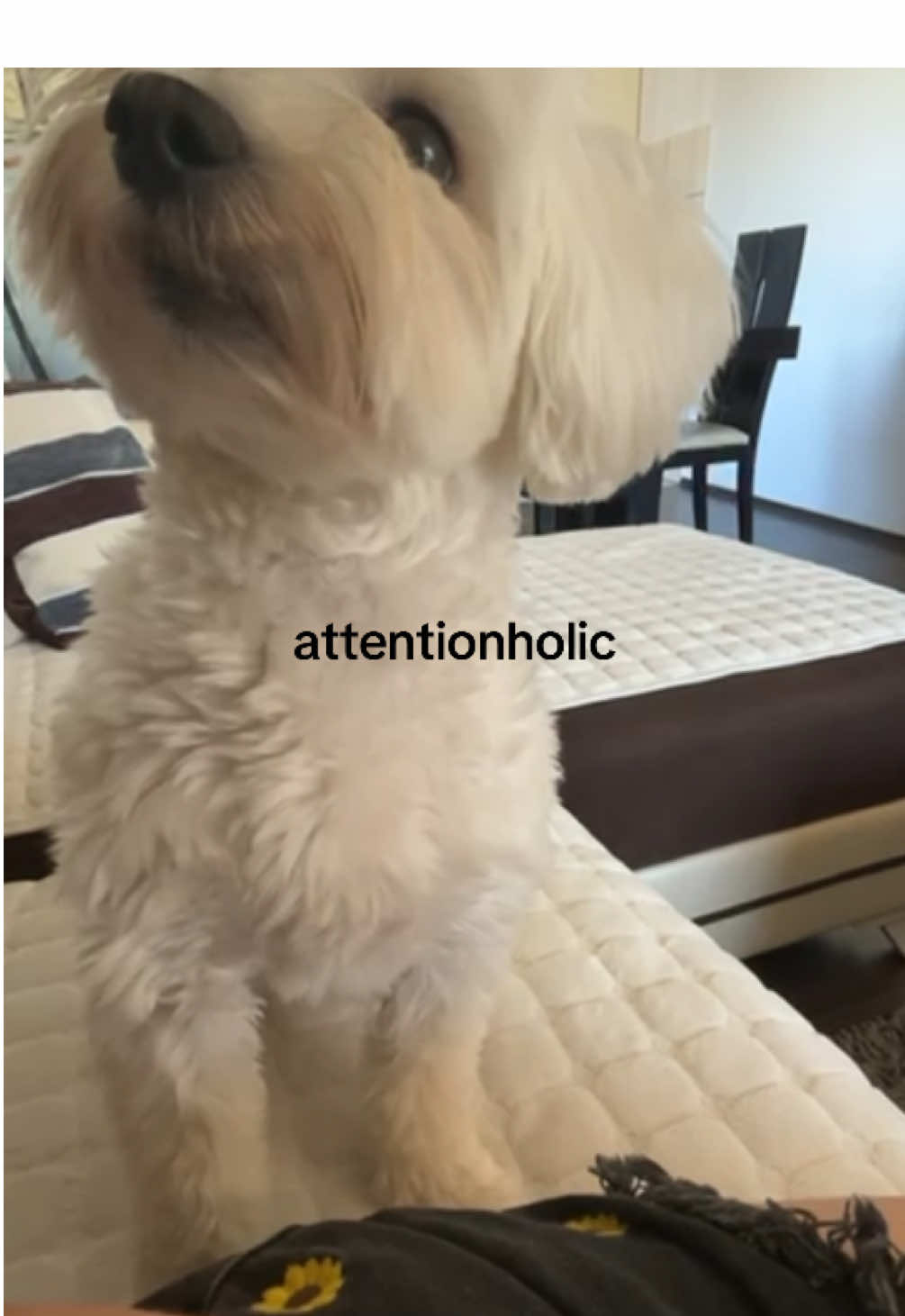 #maltezer #maltese 