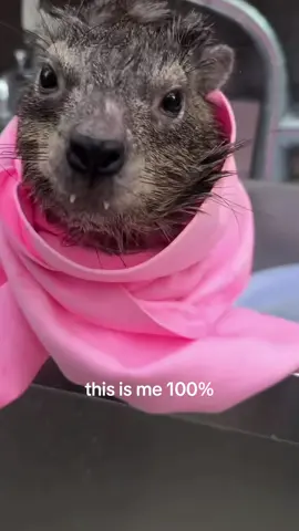 After a spa day #hyrax #awawa #cute