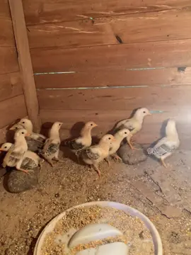 Anakan#salamsatuhoby🐓🐓🐓🙏 #soundviral #fyp #peternakmuda 