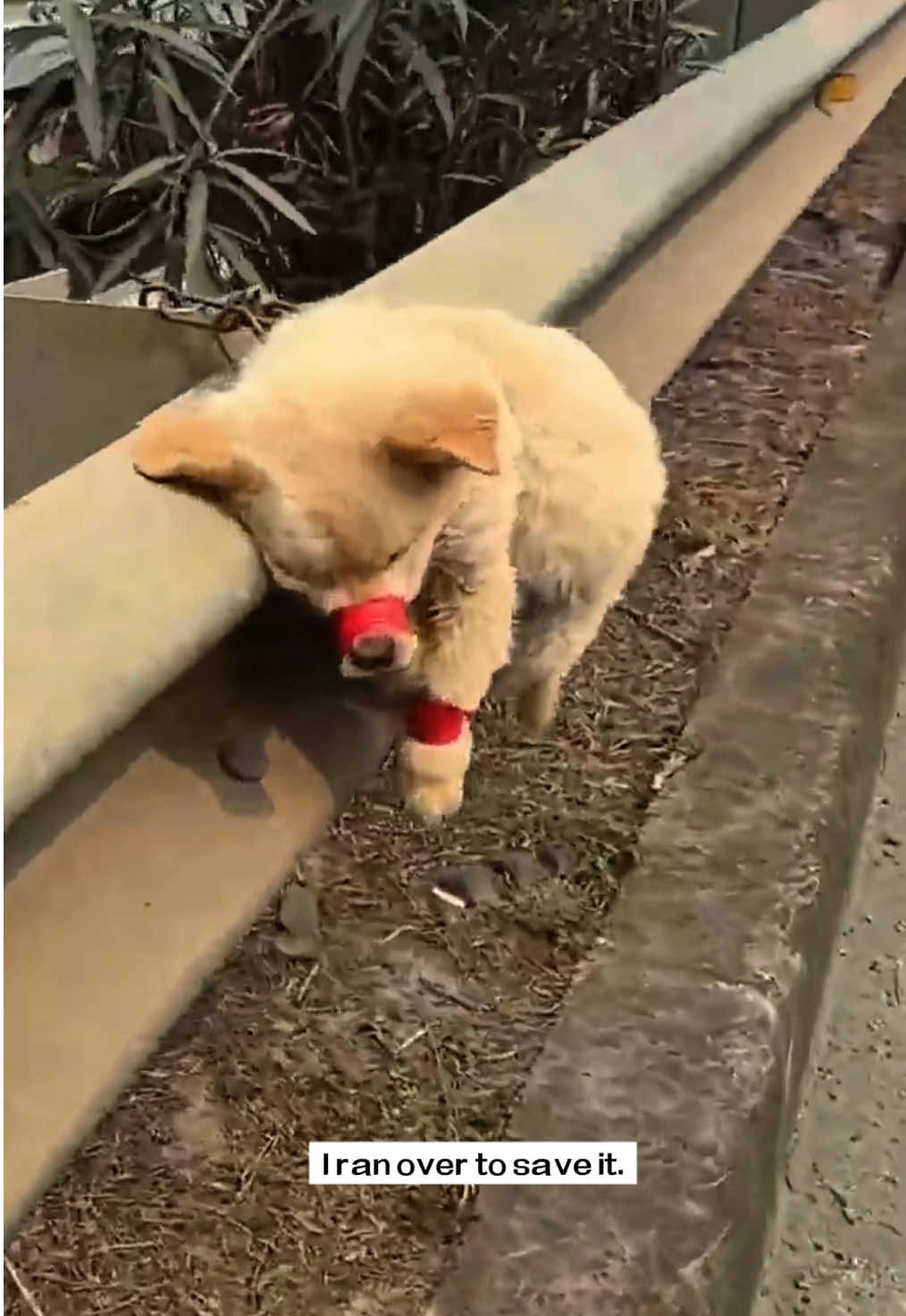 I saw a dog tied in the middle of the road.I ran over to save it,and then…#rescue #animals #dog 