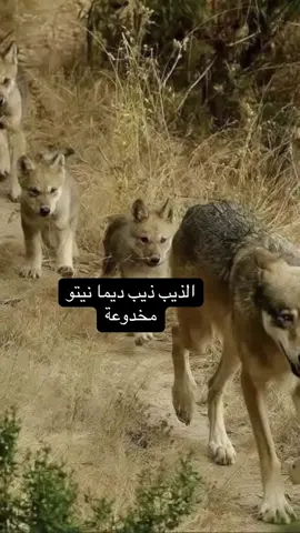 #الشعب_الصيني_ماله_حل😂😂 #كلام_من_ذهب #pourtoii #الجزاىر🇩🇿تونس🇹🇳المغرب🇲🇦 