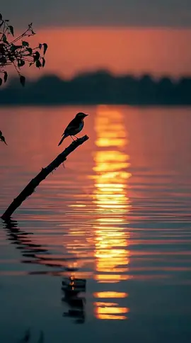 Evening Rest #Background #LiveWallpaper #Aesthetic #Nostalgia #freebieclip