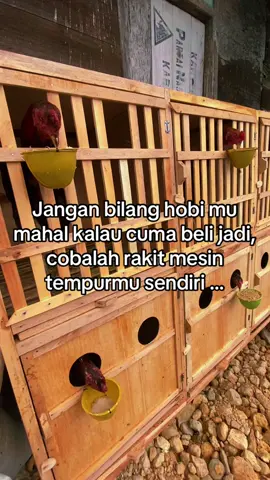 #anuanufram #ayambangkokindinesia #bangkokklasik #mangon #@Muaro Rooster 