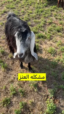 #اكسبلوررررر #تصويري📸 #المزرعه #حائل #ترند #اكسبلورexplore 