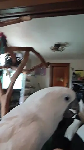 Furby wants to destroy my sweater #furbythebirb #sweater #tiktokshop #checkered #sweater 