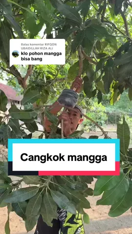 Membalas @RIFQON UBAIDILLAH RIZA ALI  ini mas yg anda mau. . Semoga sukses ya. Amiin#fyp #mangga #cangkok #berkebun #tutorial 