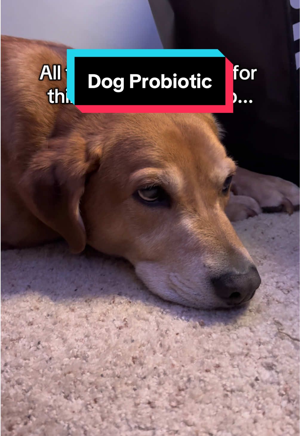 Treat them like your child, not a pet #dogprobiotics #doghealth #petlabco #ad #tiktokshoprestock 