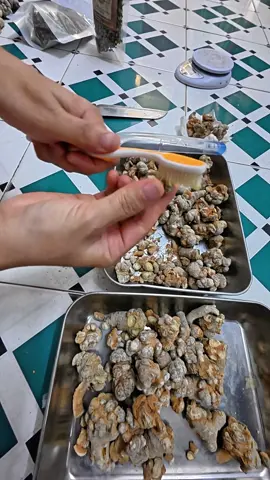 Củ tam thất làm sạch trước khi xay #vnfood #tamthat #tamthatbac #cutamthatbac 