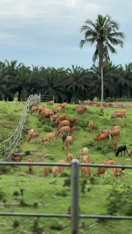 new zealand sumatra barat ke 2 #ternaksapi #peternakansapi #airunding 