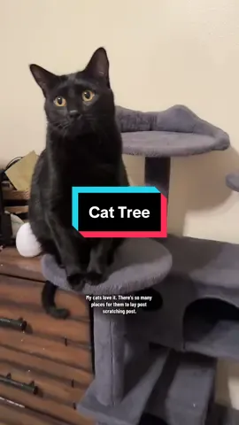 my cats are obsessed with their cat tree!! #catsoftiktok #cattree #cattower #spoiledcat #tiktokshopfinds 