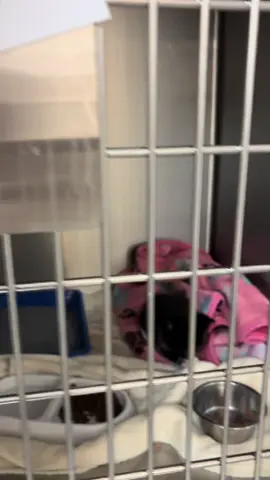 How am I not supposed to touch HELLO #fyp #kitten #baby 