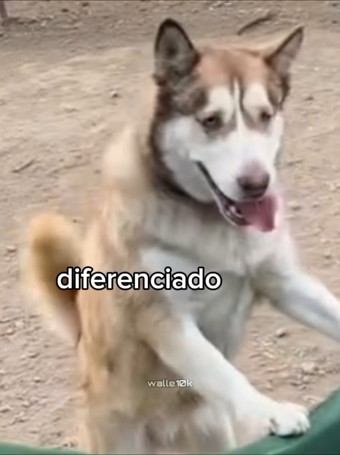 oce né mudo não 🤔 #animaisengraçados #memes 
