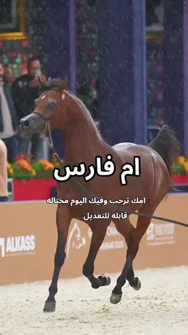 شيلة باسم ام فارس 2026 شيلة مدح ام فارس #creatorsearchinsights #شيلات_مدح_شيلات_تباريك_شيلات_زواج #السعودية_الكويت_الإمارات_قطر #شيلات_روعه_خواطر_ذوق #pppppppppppppppp