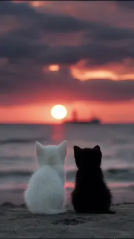 #sensiz #kesfetteyiz #tiktoknews #tiktokindia #kedi 