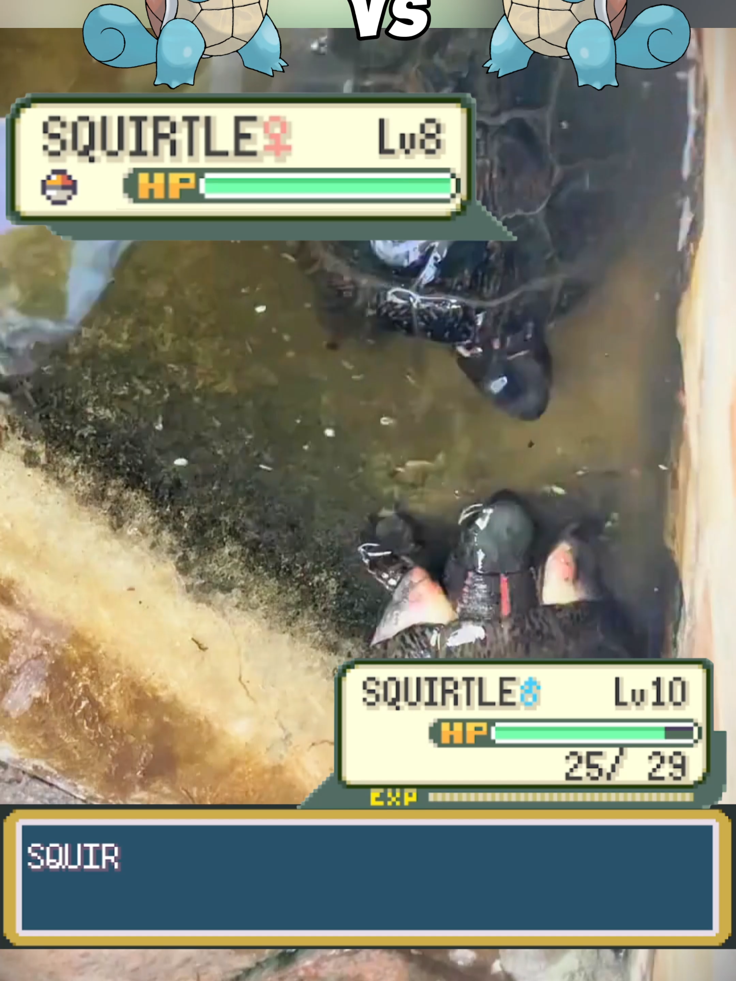 Squirtle🐢 vs Squirtle 🐢 irl  .  . . .  #pokemon #pokémon #pokemonmemes #pokemoncommunity #memes #fypシ゚viral