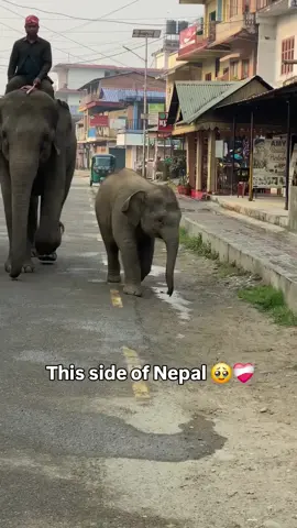 #Love #chitwan #sauraha #elephant #animal 