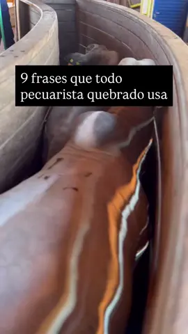 Qual você já ouviu?