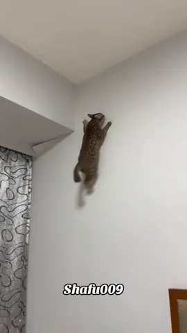 #粉丝一千万#cat#catsoftiktok#foryou#fyp 