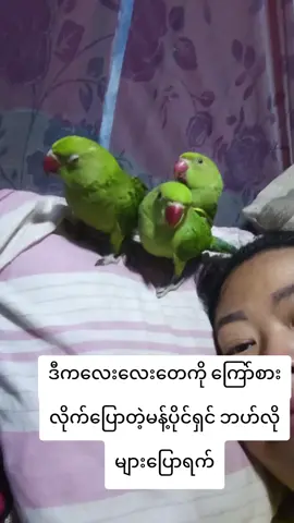 ချစ်တဲ့သူတေတွက်ပါ