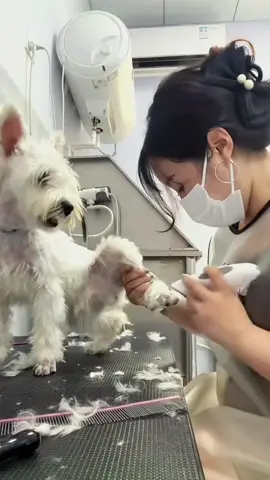 Try not to laugh when you watch 😂😂😂 #funny #dog #animals #funnyvideos #cat 