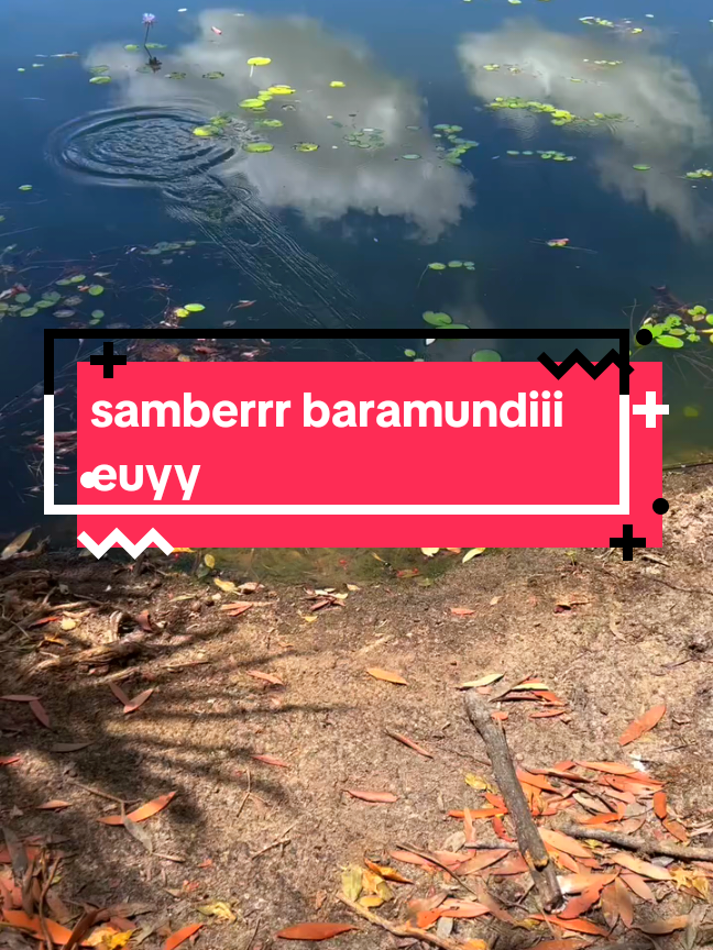 mancing Baramundi cu'uy#fyp#mancing #mancingliar 
