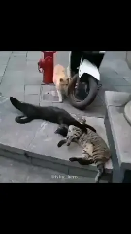 Hey cats, I also see. Cat also like humans boy😒😒#supportmeguys😇loveyouall❤️ #asthiceticvideos #fypage #fypage #fypシ゚ 