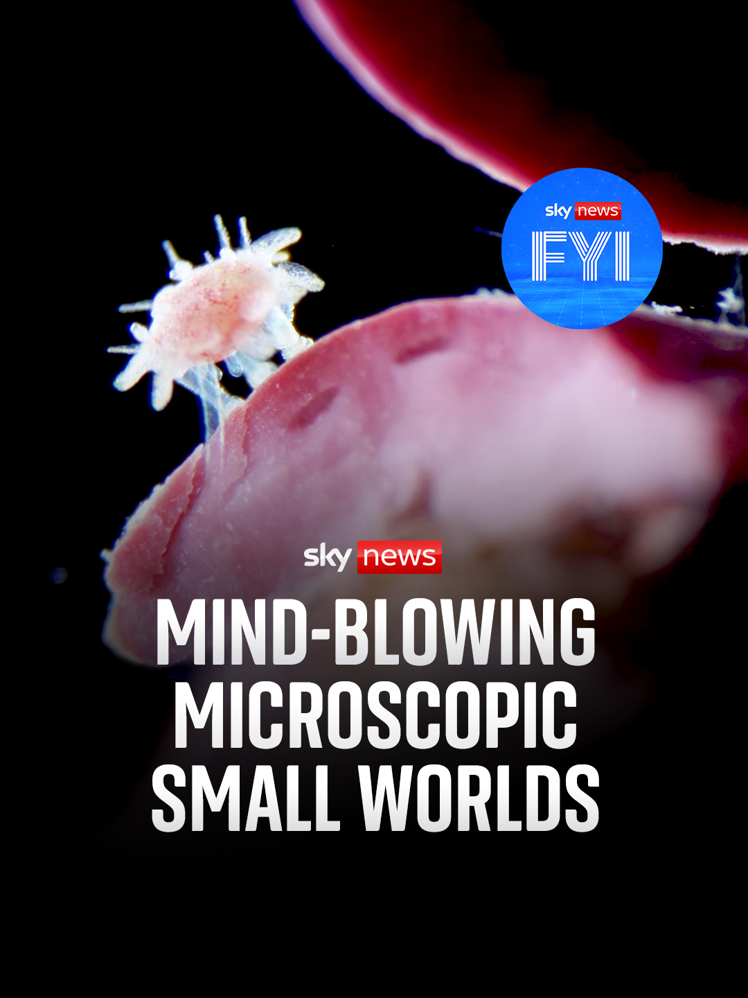 Who wins big in this mind-blowing microscopic video competition? The winner of the Nikon Small World in Motion contest is revealed... #FYI #videography #winner