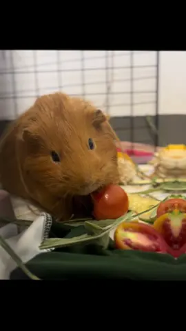 my baby richard 😍#guineapigsoftiktok #guineapigs #capybara #richardthebaby #myguineapiggiesfavoriteveggies 