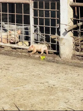 Cute little piggy 🐷 #piggy #cute #baby #piglet #babypig 