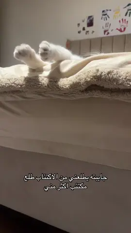 # #cat #cat #مالي_خلق_احط_هاشتاقات🧢 