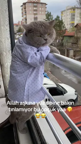 #öneçıkar #kediçik #biritsh 