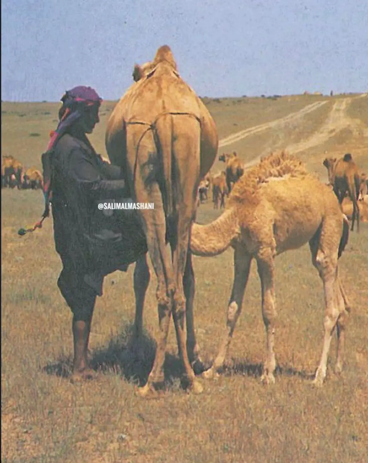 سالم ( سيطح ) قهور ثوعار المهري رحمه الله في دياره اطود بجبال ظفار عام ١٩٩٢ #ثوعار #المهري #ظفار #الابل #اكسبلورexplore 
