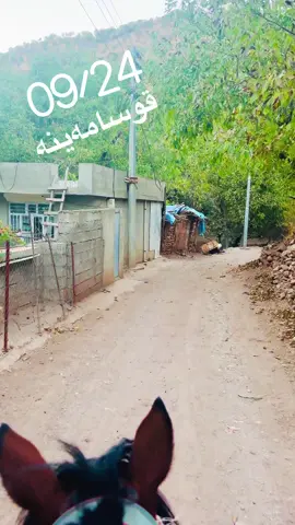 #پینجوینەکەم💙🌺 #قوسامەینە #سیاگوێزی #ئەکتیڤبن🥀🖤ـہہـ٨ــہ 