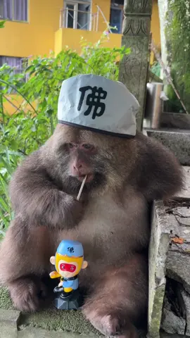#monkey #cute #monkeyxingxing #lovely  #animals 