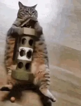 WAKE UPPPPP 🗣️🗣️#funnyvideos #funny #xuhuong #catmeme #meme 