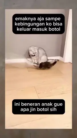 Jin botol #lucu #kucinglucu #catcomedy #cat #kucing 