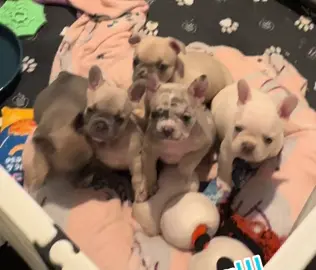 They are so cute!!!🥰 