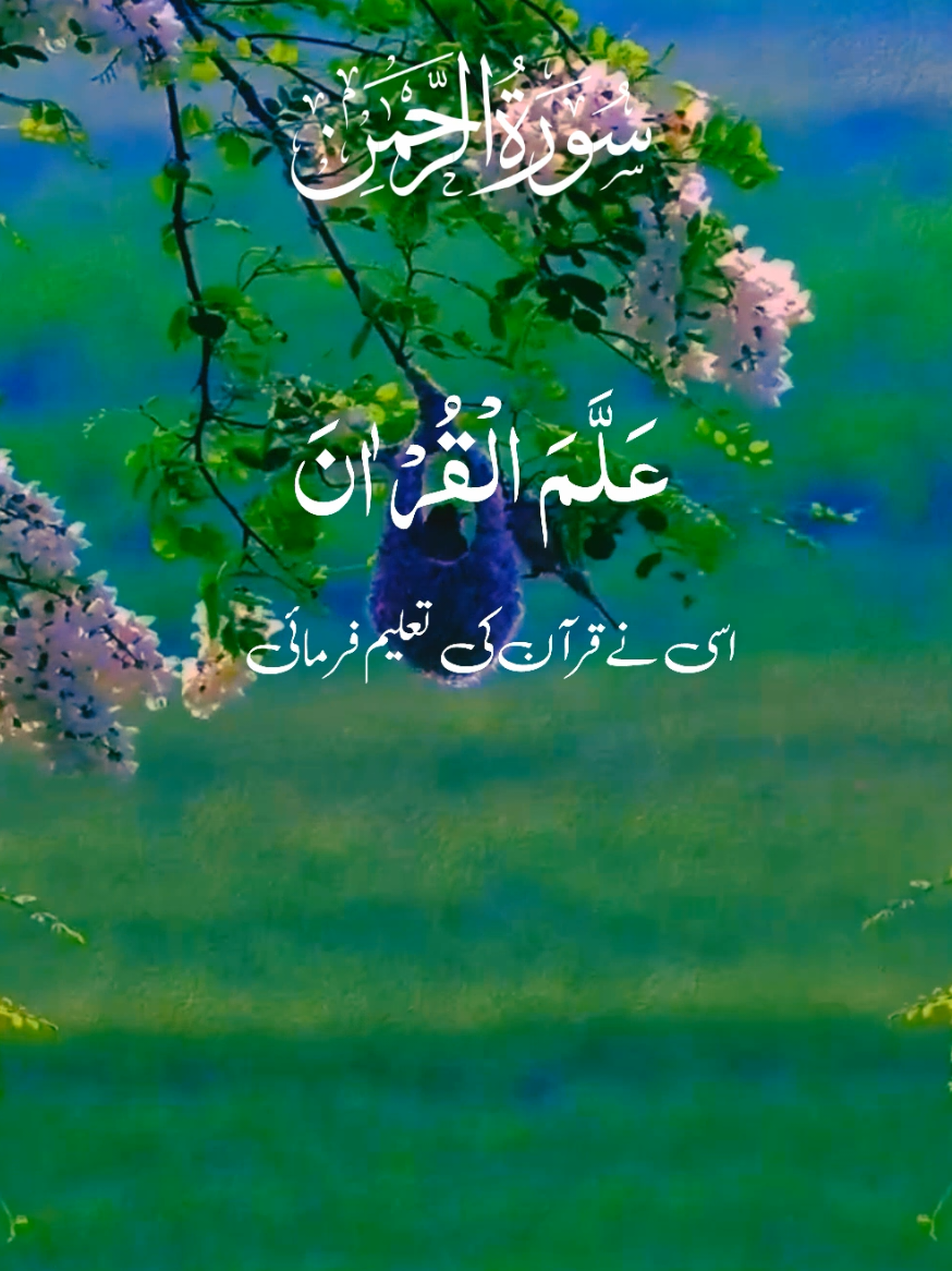 #SURAH AR RAHMAN #alquran_recit1 #Subhanallah #foryoupage #creatorsearchinsights 