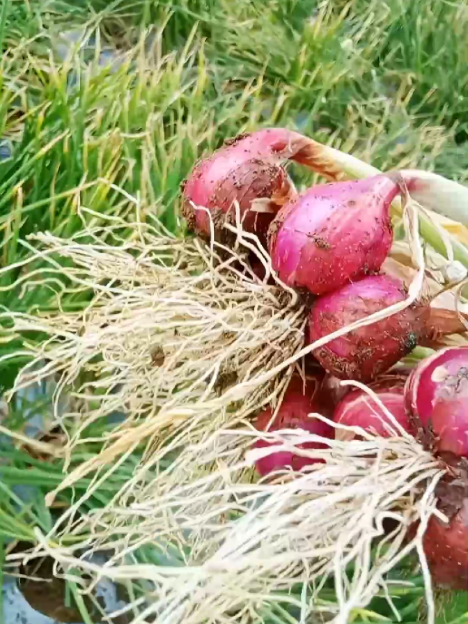 bucuk bawang merah #bawangmerahalahanpanjang👍🤲  #wahyushangier @Urang Ladang🌱(Fiki) @yasrul 
