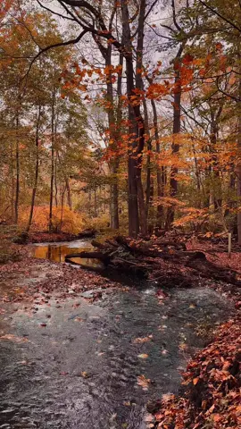 🍁 #autumn #autumnvibes🍁 #fall #foryoupage #autumnedit 