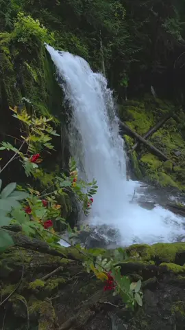 Moving past vibrant clusters of Sitka mountain ash berries to reveal a magnificent waterfall pouring gracefully into the lush, moss-covered forest below. The contrast of bright red berries against the rich greens and flowing water makes this Pacific Northwest scene feel both wild and timeless 😍