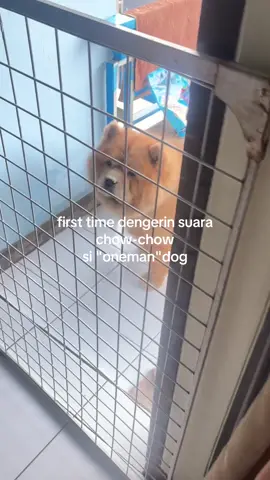 please ini terlalu gemayyyy  🧸 #dog #dogsoftiktok #cat #dogsoftiktok 