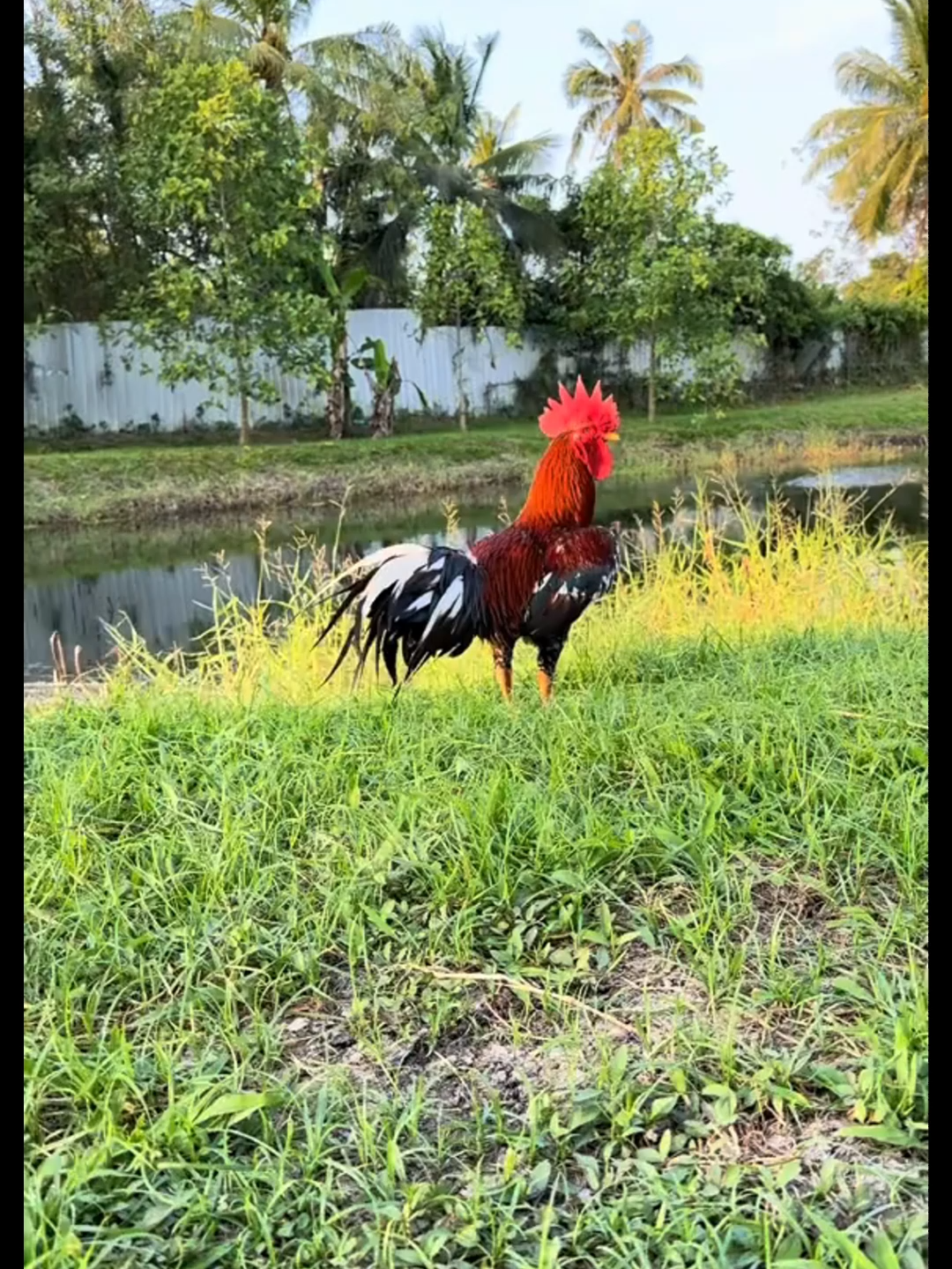 รอขนครึ่งนู #อณุรักษ์ไก่ใต้🐓#ไก่ชน #นครศรีธรรมราช #คลิปล้านวิว #reels