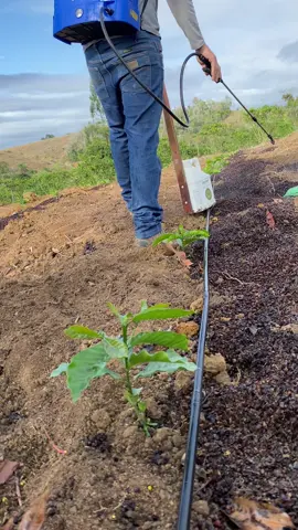 Aplicação de pré-emergente dual gold…🌱 #agro #cafe #fyp #
